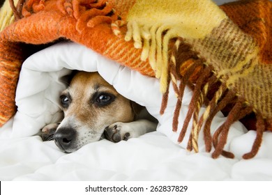 Cute Dog Jack Russell Terrier Peeking Out From Under The Soft Warm Blanket. Luxuriate In Bed. Hiding From The Cold