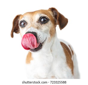 Cute Dog Jack Russell Terrier Licks Nose With Tongue. Close Up Portrait Of The Pet. White Background