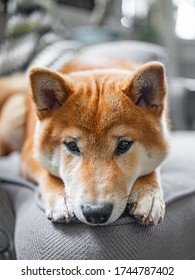 Cute Dog Of The Japanese Breed Shibu Inu Close-up In His Cozy House.