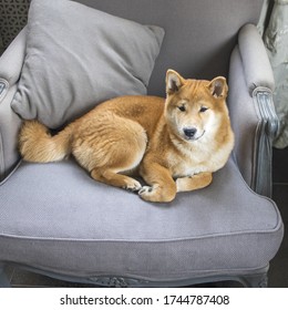 Cute Dog Of The Japanese Breed Shibu Inu Close-up In His Cozy House.