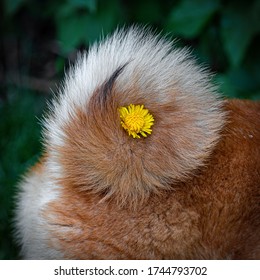 Cute Dog Of The Japanese Breed Shibu Inu And Close-up Of Her Tail With A Flower. Shiba Inu Tail.