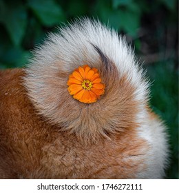 Cute Dog Of The Japanese Breed Shibu Inu And Close-up Of Her Tail With A Flower. Shiba Inu Tail.