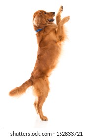 Cute Dog Jumping - Isolated Over A White Backgorund