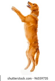 Cute Dog Jumping  - Isolated Over A White Background