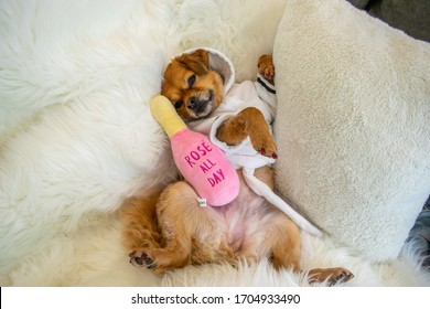 Cute Dog Laying Down With Rose All Day Wine Toy