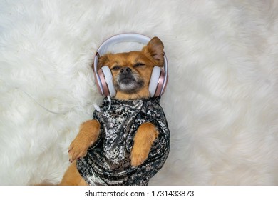 Cute dog laying down wearing headphones