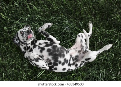 Cute Dog Laying On The Grass