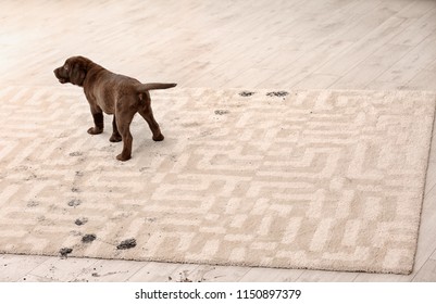 Cute Dog Leaving Muddy Paw Prints On Carpet