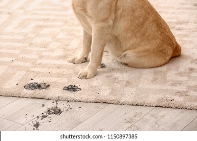 Cute Dog Leaving Muddy Paw Prints On Carpet