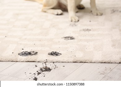 Cute dog leaving muddy paw prints on carpet