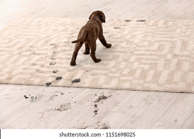 Cute Dog Leaving Muddy Paw Prints On Carpet