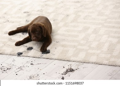 Cute Dog Leaving Muddy Paw Prints On Carpet