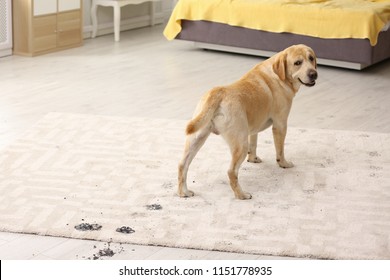 Cute Dog Leaving Muddy Paw Prints On Carpet