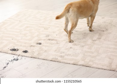 Cute Dog Leaving Muddy Paw Prints On Carpet