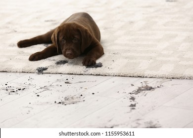 Cute Dog Leaving Muddy Paw Prints On Carpet