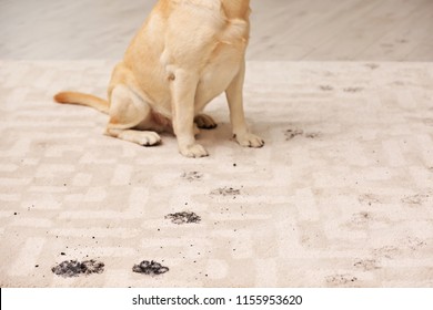 Cute Dog Leaving Muddy Paw Prints On Carpet