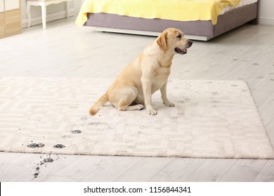 Cute Dog Leaving Muddy Paw Prints On Carpet