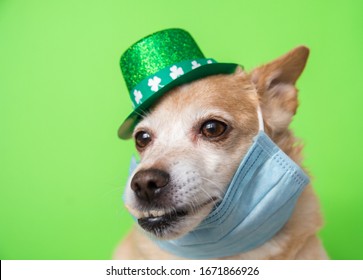 Cute Dog In Leprechaun Wearing Protective Face Mask On A Green Background. March 17, Happy St Patricks Day Coronavirus Concept Pandemic Quarantine