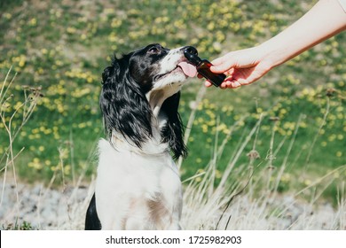 Cute Dog Licking Bottle Of Cbd Oil