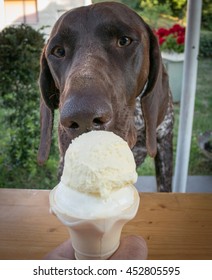 Cute Dog Licking Ice Cream.