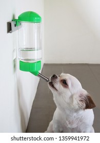 Cute Dog Licking Water From The Water Feeder Or Dispenser                      