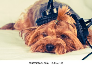 Cute Dog Lie And Listen To Music With Big Black Headphones