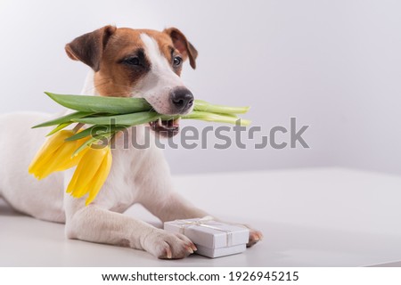 A cute dog lies next to gift box and holds in his mouth a bouquet of yellow tulips on a white background. Greeting card for International Women's Day on March 8
