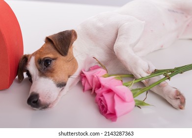 A cute dog lies next to a heart-shaped box and holds a bouquet of pink roses on a white background. Valentine's day gift