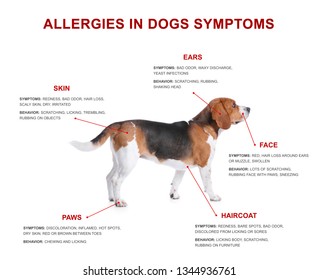 Cute Dog And List Of Allergies Symptoms On White Background