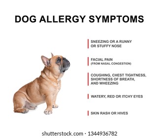 Cute Dog List Allergies Symptoms On Stock Photo 1344936782 | Shutterstock