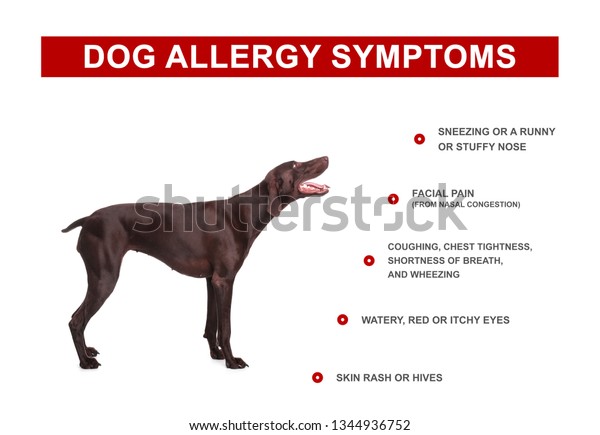 Cute Dog List Allergies Symptoms On Stock Photo Edit Now 1344936752