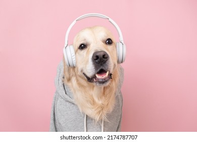 Cute dog listening to music in a gray hoodie. A golden retriever sits on a pink background with wireless headphones. - Powered by Shutterstock