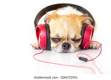 cute-dog-listening-music-red-260nw-10967