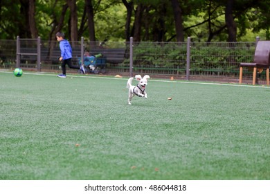 A Cute Dog, Little Maltese Running On A Field With Artificial Turf.