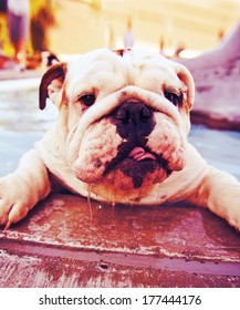 A Cute Dog At A Local Public Pool Done With A Retro Vintage Instagram Filter