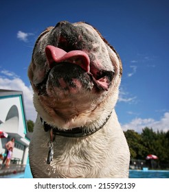  A Cute Dog At A Local Public Pool 