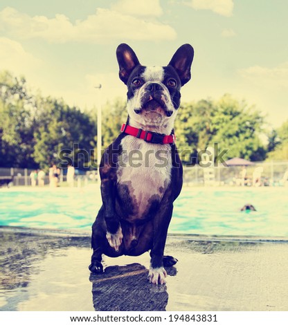  a cute dog at a local public pool done with a retro vintage instagram filter 