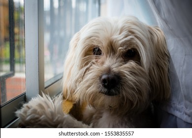 Cute Dog Looking Camera Stock Photo 1553835557 | Shutterstock