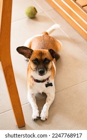 Cute dog looking at the camera