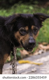 cute dog looking at camera