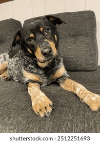 Cute Dog looking at camera laying down on couch.