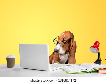 Cute dog looking at laptop in glasses on yellow background