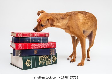 Cute Dog Looking At Old Books. Puppy Student In White Background