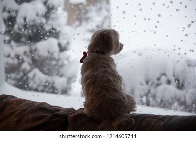 Cute Dog Looking Out Window At Snow