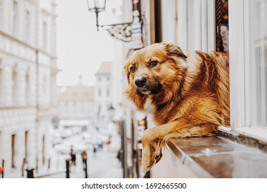 Cute Dog Looking Out Window Inside The House