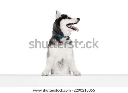 Cute dog looking at right side. Studio shot of blue eyed beautiful groomed puppy of Husky dog posing isolated on white background. Concept of animal, care, health and beauty