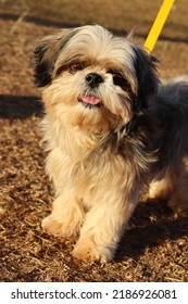 A Cute Dog Looking Straight To The Camera, The Grass Is Dry, Its Tongue Is Outside Its Mouth. The Dog Has A Yellow Leash.