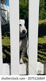 Cute dog looking through the fence