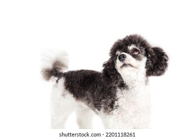 Cute Dog Looking Up With Waiting For Food Or Looking At Owner. Small Groomed Black And White Dog With Brown Eyes With Curious Or Sad Body Language. Female Miniature Harlequin Poodle. Selective Focus.