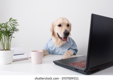 A cute dog looks at a laptop, working in glasses and a shirt. Golden retriever office worker.
